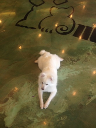 dogs, pet cafe, coffee, Nirupam Chakraborti, Harry Bhadeshia, Wilberth Solano, Nack Joon Kim, flowers, Namashkar, Indian food