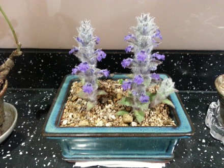 dogs, pet cafe, coffee, Nirupam Chakraborti, Harry Bhadeshia, Wilberth Solano, Nack Joon Kim, flowers, Namashkar, Indian food