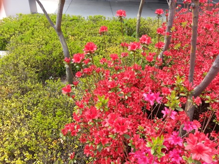 dogs, pet cafe, coffee, Nirupam Chakraborti, Harry Bhadeshia, Wilberth Solano, Nack Joon Kim, flowers, Namashkar, Indian food