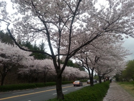 spring in Pohang, South Korea, Nirupam Chakraborty, Harry Bhadeshia