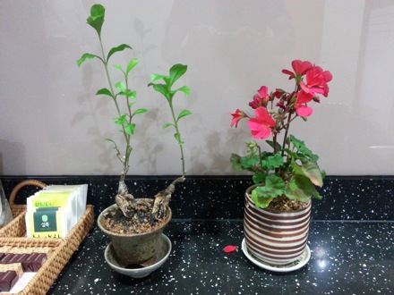 spring in Pohang, South Korea, Nirupam Chakraborty, Harry Bhadeshia