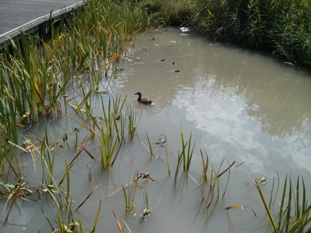Norwegian Research Council, Harry Bhadeshia, Professor Guus Rignders (Twente University), Bente Gjelsnes (Norwegian Research Council), Heidi Roggen (Norwegian Research Council), Professor Anthony West (Sheffield University), Professor Grethe Winther (Technical University of Denmark), Professor Merlyne De Souza (Sheffield University)