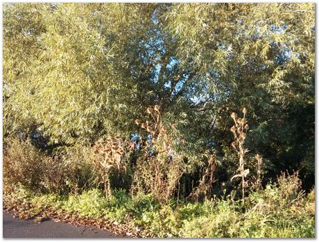 Oxford to Cambridge bike ride, Mathew Peet, Siti, Hyun-Kyung Kim, Steve Ooi, Priti, Harry Bhadeshia