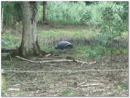 rimg0306.jpg Galapagos Islands, Ecuador, Charles Darwin, Evolution