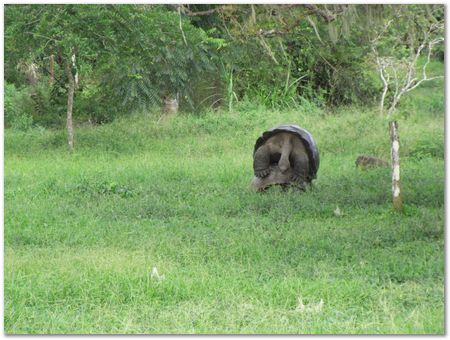 rimg0308.jpg Galapagos Islands, Ecuador, Charles Darwin, Evolution