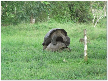 rimg0312.jpg Galapagos Islands, Ecuador, Charles Darwin, Evolution