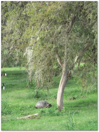 rimg0320.jpg Galapagos Islands, Ecuador, Charles Darwin, Evolution