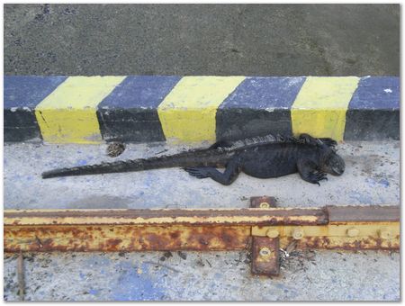 rimg0331.jpg Galapagos Islands, Ecuador, Charles Darwin, Evolution