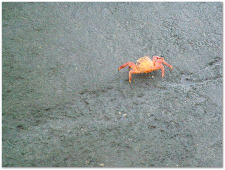 rimg0332.jpg Galapagos Islands, Ecuador, Charles Darwin, Evolution