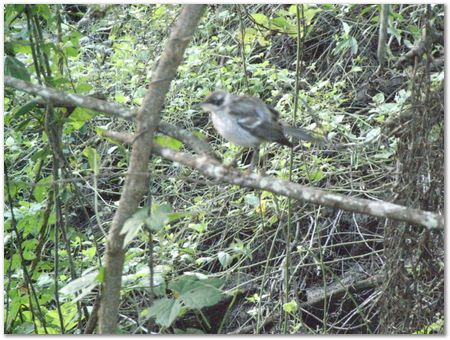 rimg0337.jpg Galapagos Islands, Ecuador, Charles Darwin, Evolution