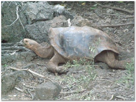 rimg0340.jpg Galapagos Islands, Ecuador, Charles Darwin, Evolution