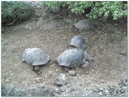 rimg0342.jpg Galapagos Islands, Ecuador, Charles Darwin, Evolution