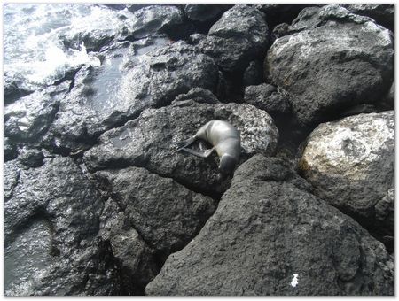 rimg0345.jpg Galapagos Islands, Ecuador, Charles Darwin, Evolution