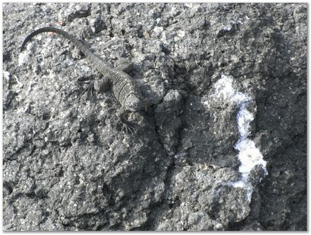 rimg0352.jpg Galapagos Islands, Ecuador, Charles Darwin, Evolution