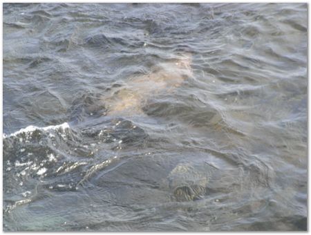 rimg0354.jpg Galapagos Islands, Ecuador, Charles Darwin, Evolution