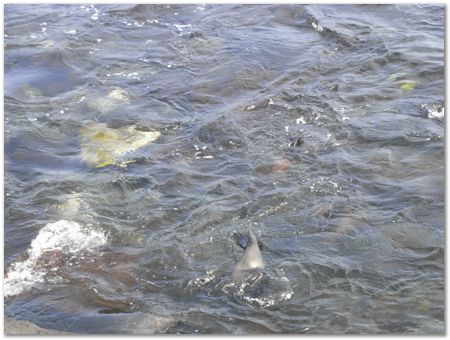 rimg0356.jpg Galapagos Islands, Ecuador, Charles Darwin, Evolution