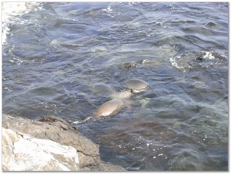 rimg0357.jpg Galapagos Islands, Ecuador, Charles Darwin, Evolution