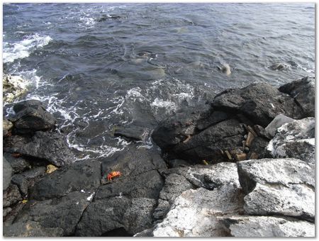 rimg0361.jpg Galapagos Islands, Ecuador, Charles Darwin, Evolution