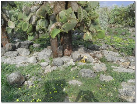 rimg0362.jpg Galapagos Islands, Ecuador, Charles Darwin, Evolution