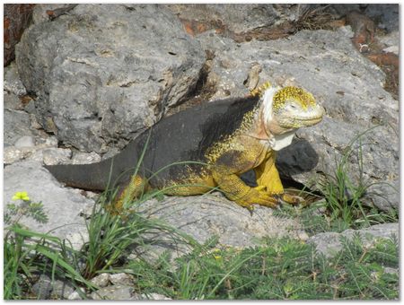 rimg0363.jpg Galapagos Islands, Ecuador, Charles Darwin, Evolution