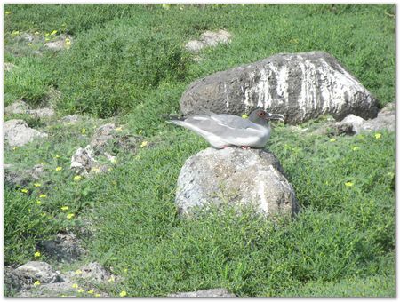 rimg0367.jpg Galapagos Islands, Ecuador, Charles Darwin, Evolution