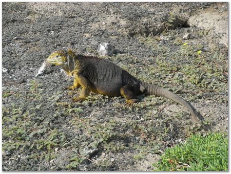 rimg0374.jpg Galapagos Islands, Ecuador, Charles Darwin, Evolution