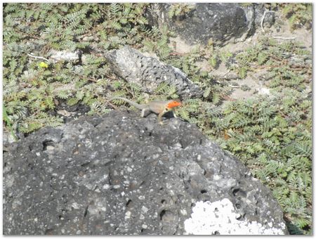 rimg0384.jpg Galapagos Islands, Ecuador, Charles Darwin, Evolution