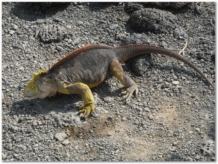 rimg0387.jpg Galapagos Islands, Ecuador, Charles Darwin, Evolution