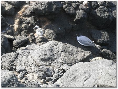 rimg0396.jpg Galapagos Islands, Ecuador, Charles Darwin, Evolution