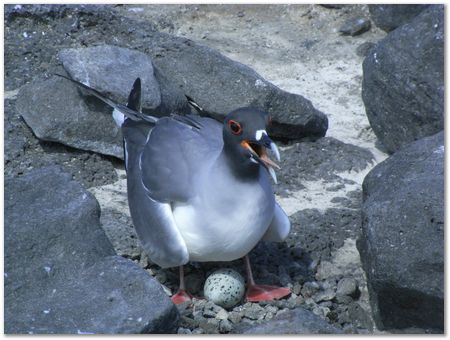 rimg0407.jpg Galapagos Islands, Ecuador, Charles Darwin, Evolution