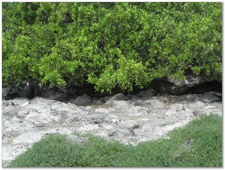 rimg0409.jpg Galapagos Islands, Ecuador, Charles Darwin, Evolution