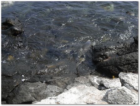 rimg0410.jpg Galapagos Islands, Ecuador, Charles Darwin, Evolution