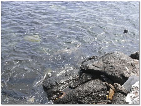 rimg0411.jpg Galapagos Islands, Ecuador, Charles Darwin, Evolution