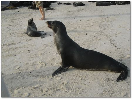 rimg0421.jpg Galapagos Islands, Ecuador, Charles Darwin, Evolution