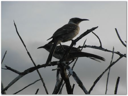 rimg0442.jpg Galapagos Islands, Ecuador, Charles Darwin, Evolution