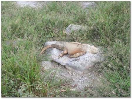 rimg0444.jpg Galapagos Islands, Ecuador, Charles Darwin, Evolution