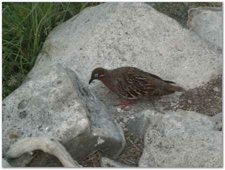 rimg0456.jpg Galapagos Islands, Ecuador, Charles Darwin, Evolution