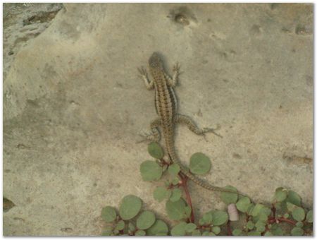 rimg0457.jpg Galapagos Islands, Ecuador, Charles Darwin, Evolution