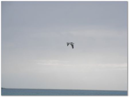 rimg0483.jpg Galapagos Islands, Ecuador, Charles Darwin, Evolution