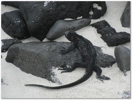 rimg0492.jpg Galapagos Islands, Ecuador, Charles Darwin, Evolution
