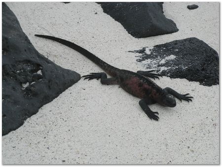 rimg0494.jpg Galapagos Islands, Ecuador, Charles Darwin, Evolution