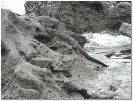 rimg0495.jpg Galapagos Islands, Ecuador, Charles Darwin, Evolution