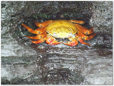 rimg0497.jpg Galapagos Islands, Ecuador, Charles Darwin, Evolution