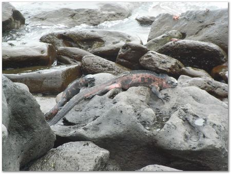 rimg0498.jpg Galapagos Islands, Ecuador, Charles Darwin, Evolution