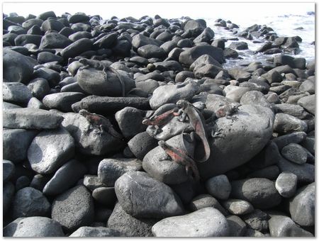 rimg0502.jpg Galapagos Islands, Ecuador, Charles Darwin, Evolution