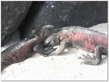 rimg0505.jpg Galapagos Islands, Ecuador, Charles Darwin, Evolution