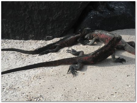 rimg0507.jpg Galapagos Islands, Ecuador, Charles Darwin, Evolution