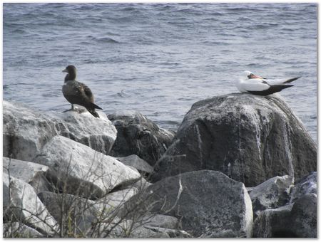 rimg0508.jpg Galapagos Islands, Ecuador, Charles Darwin, Evolution