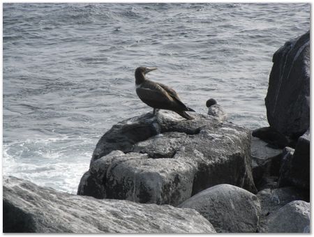 rimg0512.jpg Galapagos Islands, Ecuador, Charles Darwin, Evolution