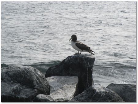 rimg0515.jpg Galapagos Islands, Ecuador, Charles Darwin, Evolution